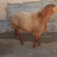 مغان|حیوانات مزرعه|بیلوار, |دیوار