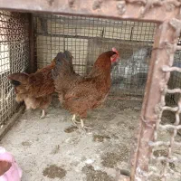 مرغ تخم گذار