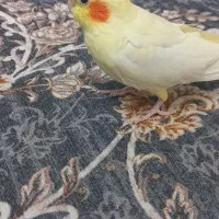 عروس هلندی جوان