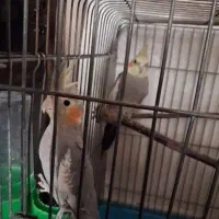 دو عدد عروس هلندی نر