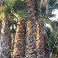 پالم‌جینگو‌نویل