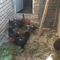 مرغ وخروس