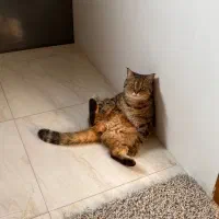 گربه بیریتیش|گربه|لاهیجان, آهندان|دیوار