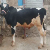گوساله اصل
