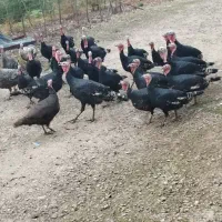 بوقلمون ،جوجه،مرغ