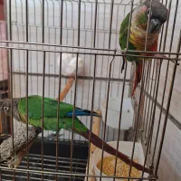 طوطی گرینچیک|پرنده|کرج, شاهین‌ویلا|دیوار