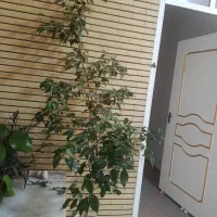 گل طبیعی بنجامین