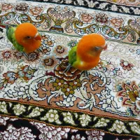 یک جفت طوطی برزیلی|پرنده|مشهد, بهارستان|دیوار