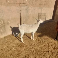 بره قوچ همو و قوچ چهار دندون هترو و چبش یک زایمان|حیوانات مزرعه|نیشابور, دارایی|دیوار