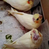 سه عدد جوجه عروس