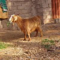 بز اوست فروشی مناسب مالداری