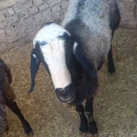 دو عدد قوچ شال