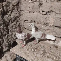 کبوتر تهرانی|پرنده|کرمانشاه, |دیوار
