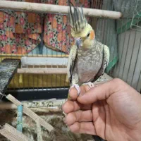 عروس هلندی گلباقالی|پرنده|شاهدشهر, |دیوار