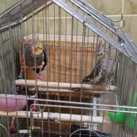 تعدادی طوطی برزیلی و عروس هلندی به فروش میرسد|پرنده|نورآباد ممسنی, |دیوار