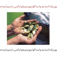 ۱۰ عدد بچه کپور