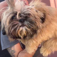 شیتزو سوپر فلت نر تربیت کامل|سگ|تهران, تهرانپارس شرقی|دیوار