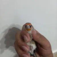 سهره|پرنده|بیرجند, |دیوار