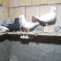 پرنده رنگی|پرنده|اهواز, کوی علوی|دیوار