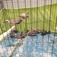 فنج کینگ وزبرا سلامت|پرنده|تهران, مینای جنوبی|دیوار