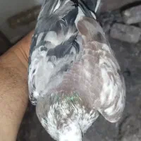 ۱۰ کبوتر|پرنده|بسطام, |دیوار