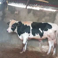 گوساله