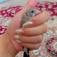 سهره نر  . سیره حلقه پا . چانه سفید . روباهی