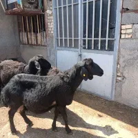 میش هترو قره قزل