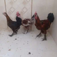 دیلگونی