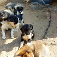 سگ پشمالو پاکوتاه