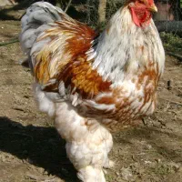 فروش مرغهای زینتی