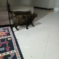 گربه پیدا شده