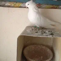 کبوتر چشمو نوک سفید نوک ریز