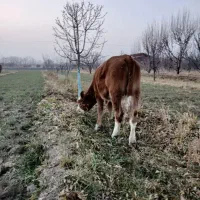 گوساله نر وماده|حیوانات مزرعه|نوشین شهر, |دیوار