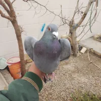 کبوتر|پرنده|هرند, |دیوار