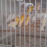 قناری رسمی