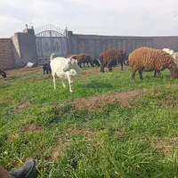 بزسانن|حیوانات مزرعه|نیشابور, بکاول|دیوار