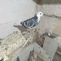 کبوتر شازده خال قدیم در فرون اباد