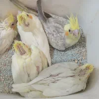 جوجه عروس هلندی ۵۰ روزه