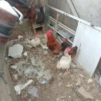 مرغ محلی|حیوانات مزرعه|نیشابور, فخریه|دیوار