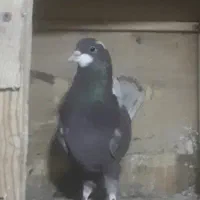 کبوتر پرشی غریب