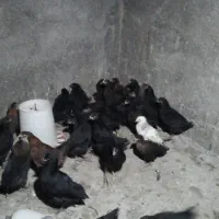 جوجه مرغ اصلاح نژاد