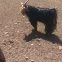 کسی خواست زنگ بزنه