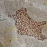 لوبیا چیتی|خوردنی و آشامیدنی|سردشت, |دیوار