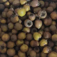 کندوس جنگلی تازه