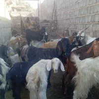 حیوان|حیوانات مزرعه|دهدشت, |دیوار