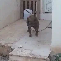 سگ پیتبول جنس آمریکن بولی نر دوساله