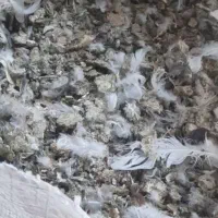 کودکبوتر برای باغ انگور ومیوه