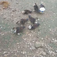 اردک اسرایلی