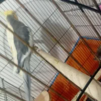 عروس هلندی جفت مولد کار داده|پرنده|بهار, |دیوار